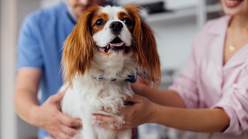 dog with veterinarian listening to heartbeat